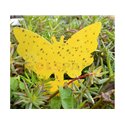 Лепящи листове Пеперуди Bio Plantella 10 бр.